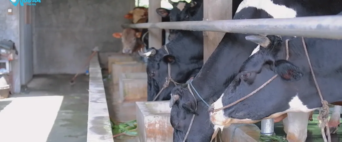 Peternak sapi perah mitra NatNat Fresh Milk di Jawa Timur